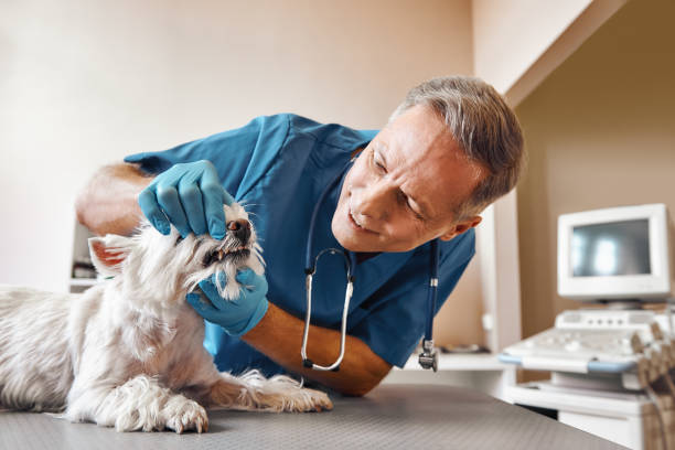 Best Emergency X-Rays and Diagnostics in Wellsburg, WV